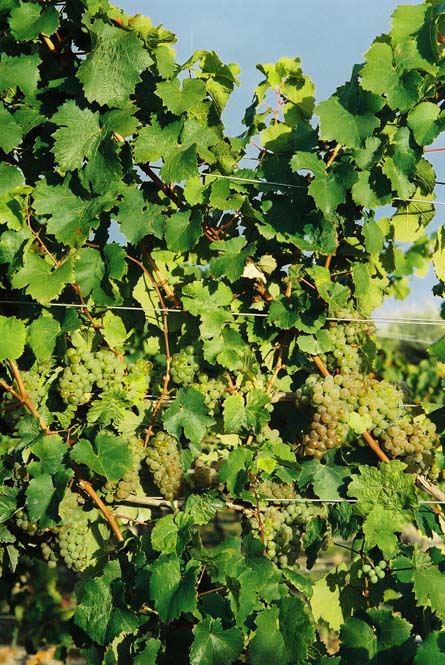 VineSmart - New Zealand Vineyard, Winery, Home, and Olive Grove For Sale - Marlborough, South Island, New Zealand  - Wine Real Estate